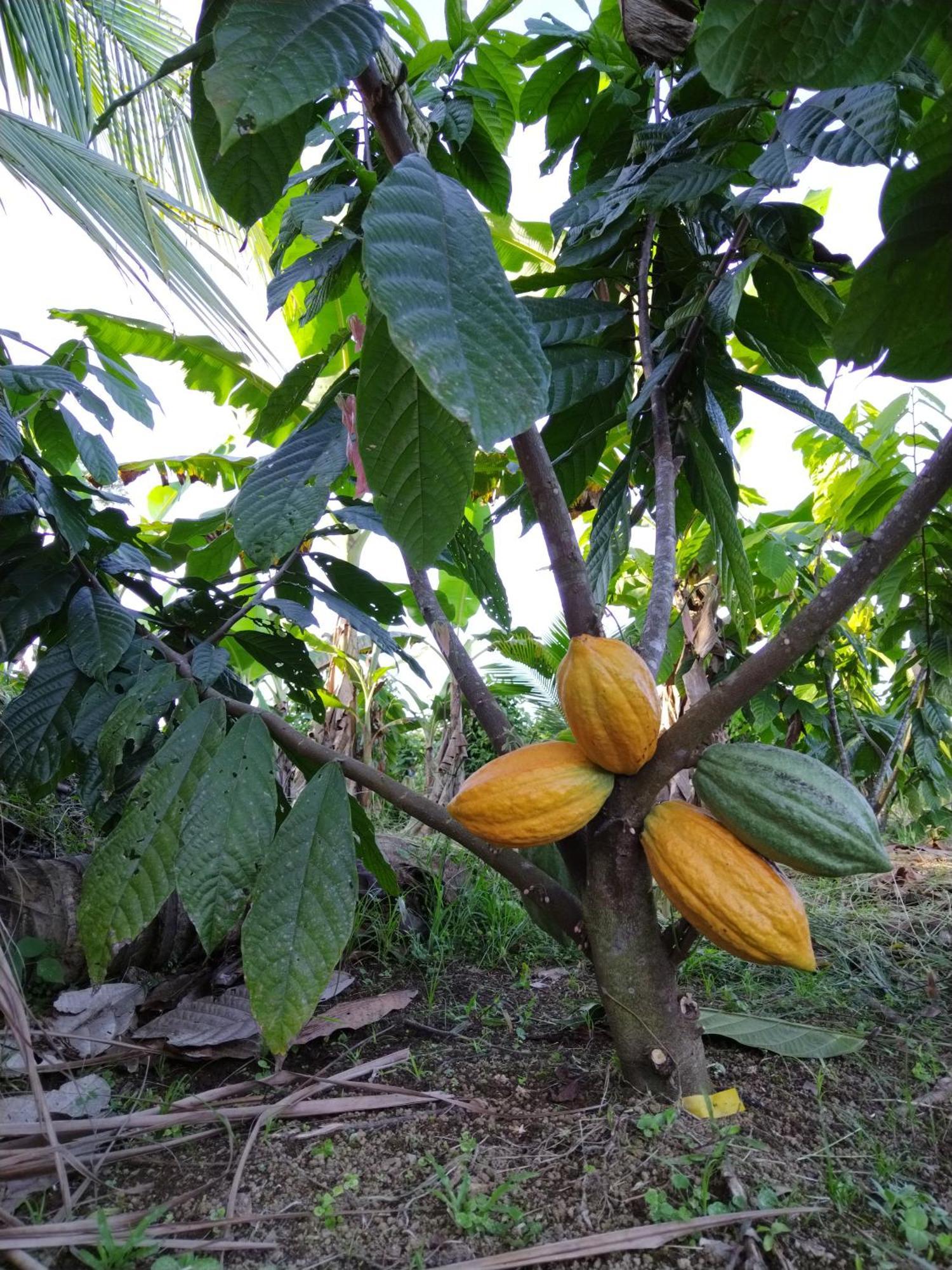 Bewak Cr 호텔 토르투게로 외부 사진